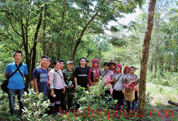 Puer Raw Tea: Savor the Aroma, Freshness, and Mountain Origins (Part 2)-1-ChinaTeaGuru: Exploring Chinese Tea Culture and Kung Fu Tea - Tea Art, Tea Ceremony, Tea Knowledge Puer Raw Tea: Savor the Aroma, Freshness, and Mountain Origins (Part 2)-1