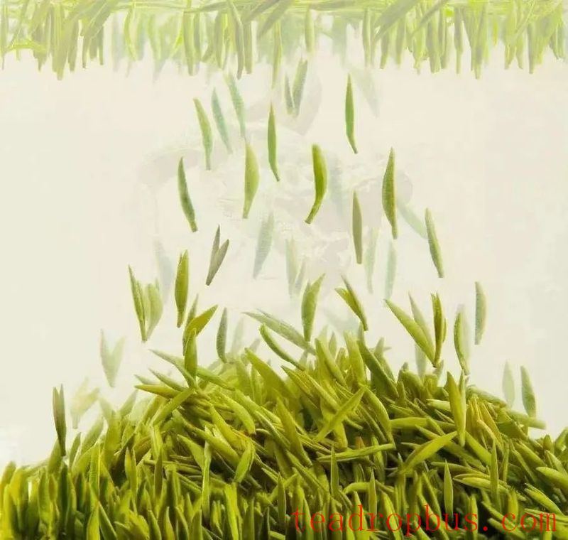 What is Kaihua Longding Tea?-2