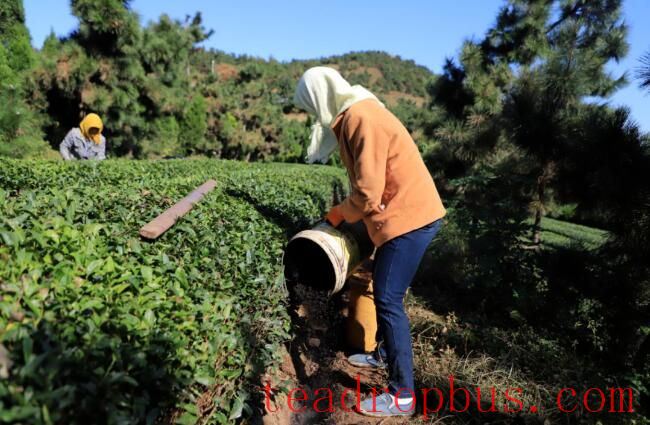 Tea Garden Management — Scientific Application of Base Fertilizer for Tea Trees in Autumn 2025-2