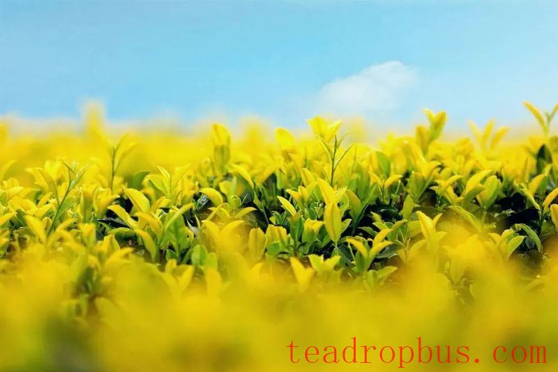 Ancient Perceptions of Fujian Tea: Frugality, Beauty, Harmony, and Reverence – Refreshing Joys of the Human Realm-9