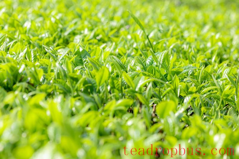 Lianghe Hui Long Tea: A Toast to the Millennium Mist of the Ancient Tea Horse Road-4