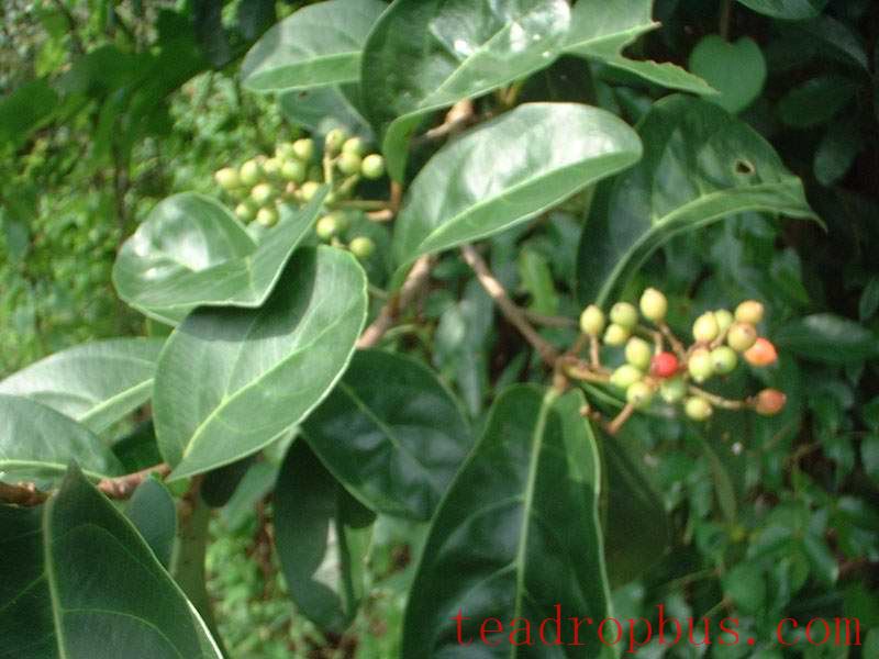 Barbarea and Ligustrum Berry Tea: The Secret of Natural Health Preservation-1