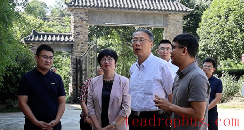 Yin Hao Visits Liubao Town, Cangwu County to Investigate the Liubao Tea Science Popularization Education Base-4