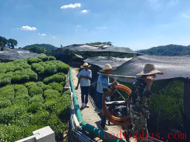 Wengjia Mountain Village Tea Garden: Greenery Unreduced, Drought Resistance in Progress!-4