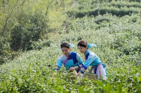 Zhenjiang Flourishes Its Tea Industry, Turning 