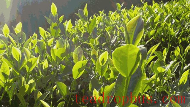 Guoxin Green Valley, One of the Top Ten Gold Medal Tea Estates in Anxi: The Romance and Poetry of Staying Amidst the Tea Garden-9