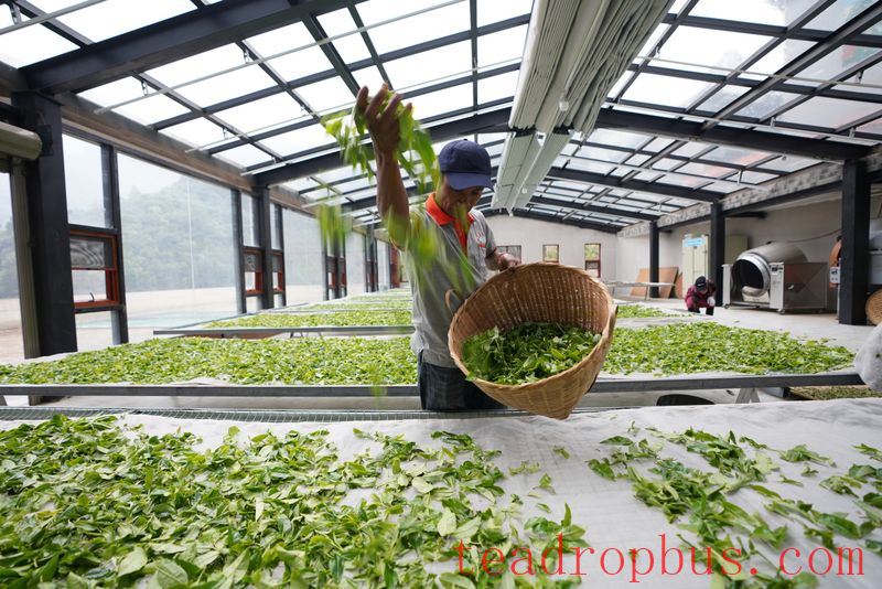 Puer Tea: Handmade vs. Mechanized-3
