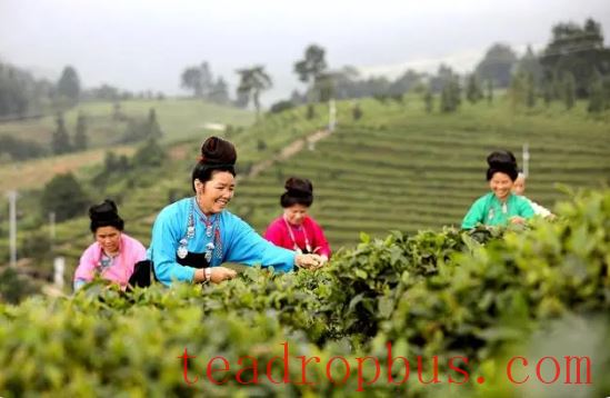 Danzhai: Fine Tea Goes Out, Beautiful Scenery Welcomes Guests-3