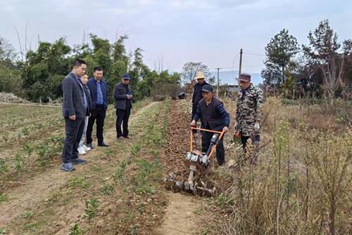 Chongqing's Agricultural Technology Station Tea Experts Provide Winter and Autumn Tea Garden Management Guidance in Wanzhou-2