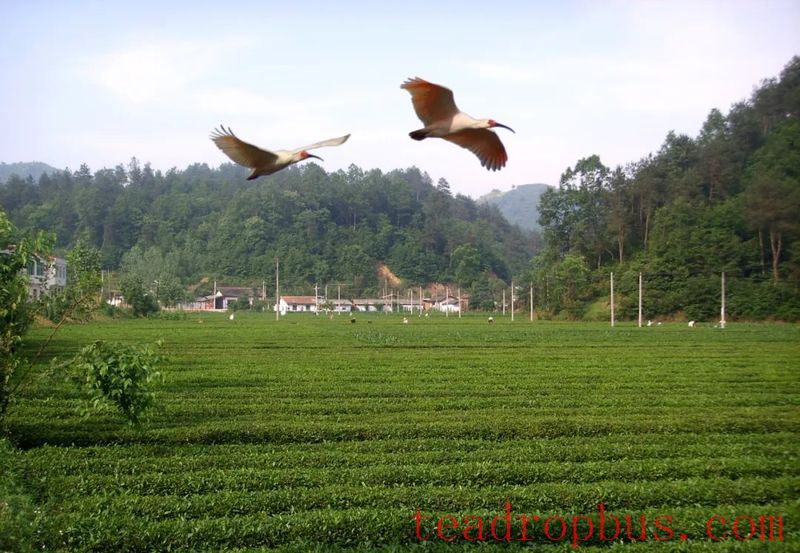Xixiang County Charts a Prosperous Path by Developing its Tea Industry-2