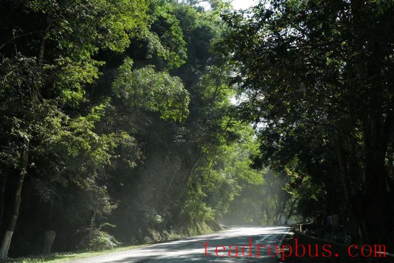 He Kai Ancient Tea Mountain: Experiencing the Natural Beauty and Legendary Charm of China's Premier Pu'er Tea Mountain-4