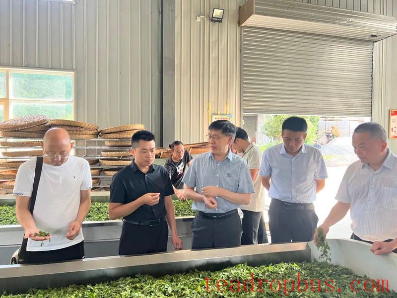 Expert Team from the Chinese Academy of Agricultural Sciences Tea Research Institute Conducts Field Research and Guides Tea Industry Development in Zhenba County-2