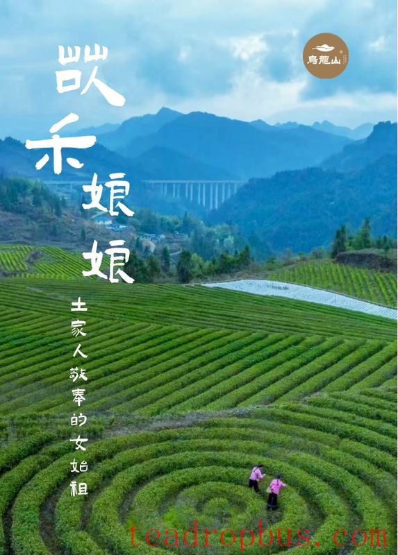 The Story of the Tujia People and Tea Starts with 
