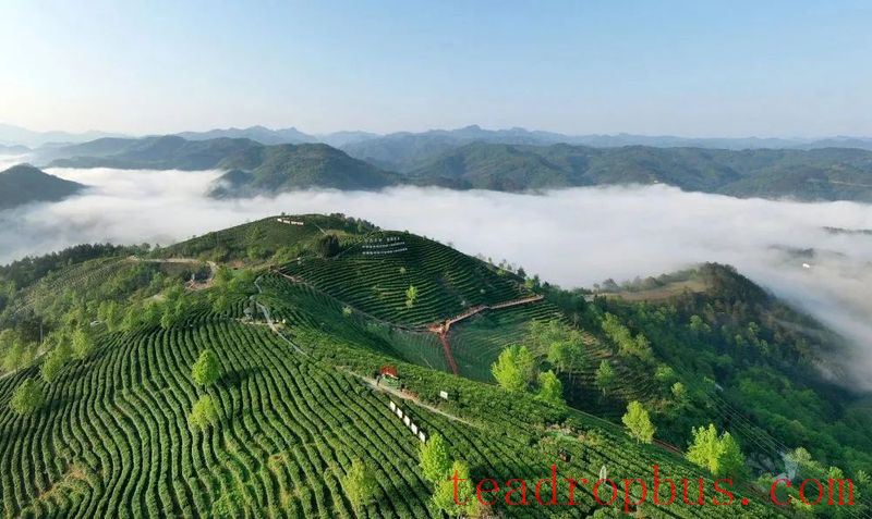 Intangible Cultural Heritage of Humanity: Traditional Chinese Tea Processing Skills - Green Tea Chapter ① – West Lake Longjing-3