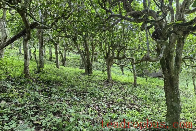 Lao Banzhang: Green Waters and Green Mountains Pave the Path to Happiness; Civilized Tea Village Welcomes a New Life-3