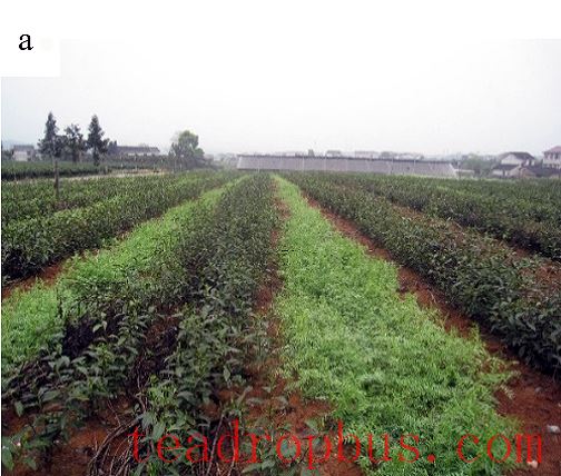 Intercropping Winter Green Manure in Tea Gardens-1