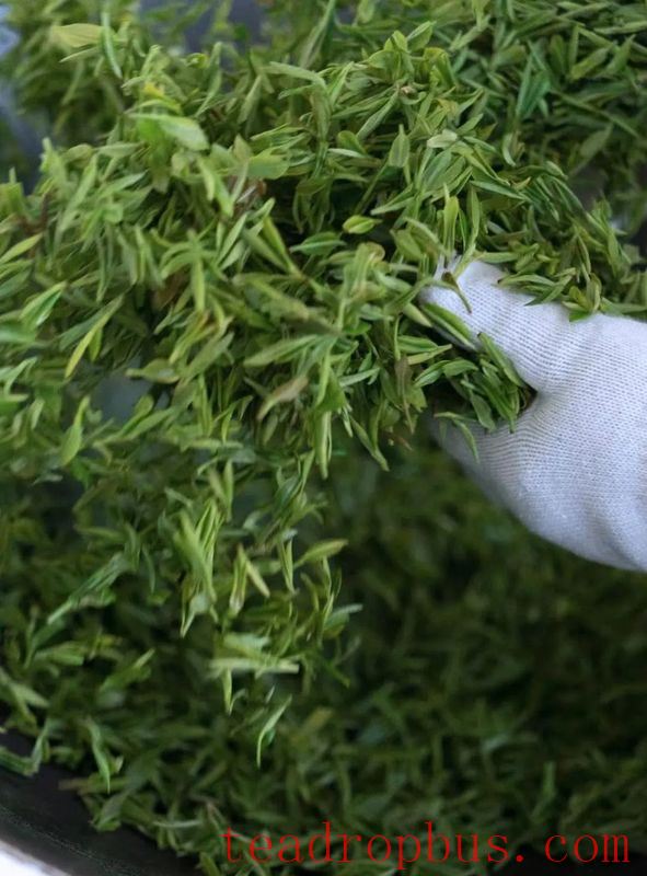 The Story Behind the Harvest and Production of Biluochun Tea-8
