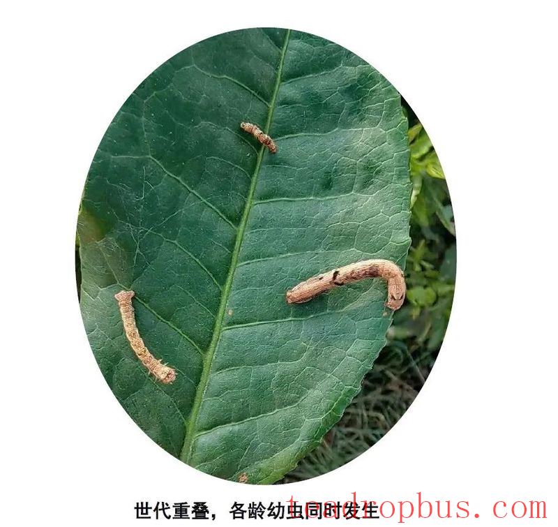 Severe Infestation of Tea Looper: How to Cope, Find Out Here-1