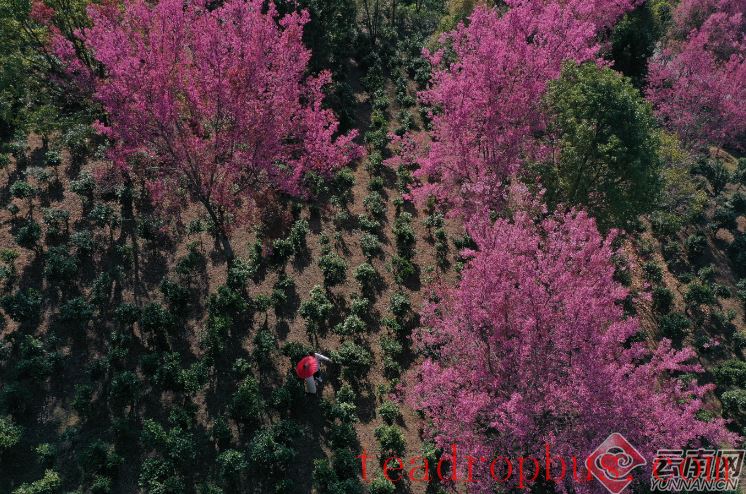 Puer: Jingmai Mountain Has Not Only Ancient Tea Trees but Also Winter Cherry Blossoms over Thousands of Mu-7