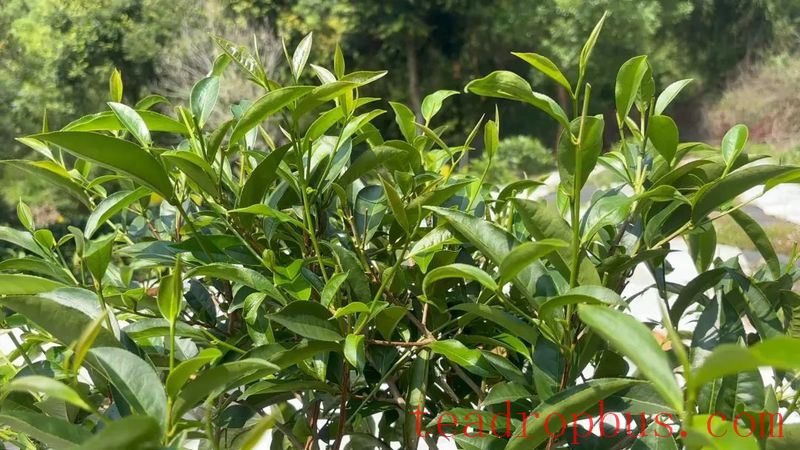 Wild Tea Enters the World! Tongqu Town Chains Up a New Path for Green Prosperity and Dual Wins-4