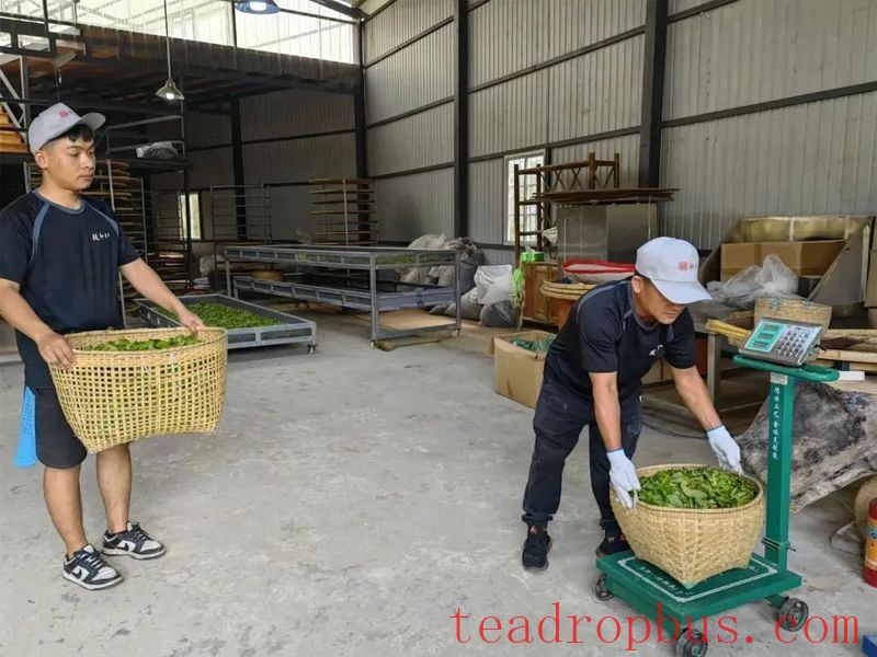 Mengla Yiwu: Spring Tea Aroma Attracts Visitors-2