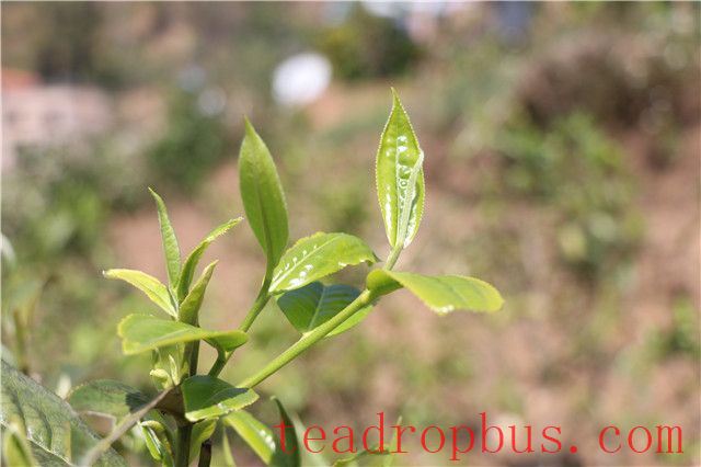 Lao Xu on Tea: What is the ideal altitude range for producing high-quality tea? Apart from Xigui, are there any other exceptional teas that defy conventional wisdom?-1