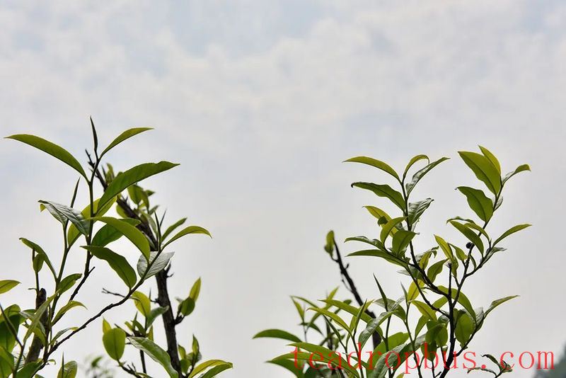 Changning: The Aroma of Wild Tea in Zhizhu Mountain-1