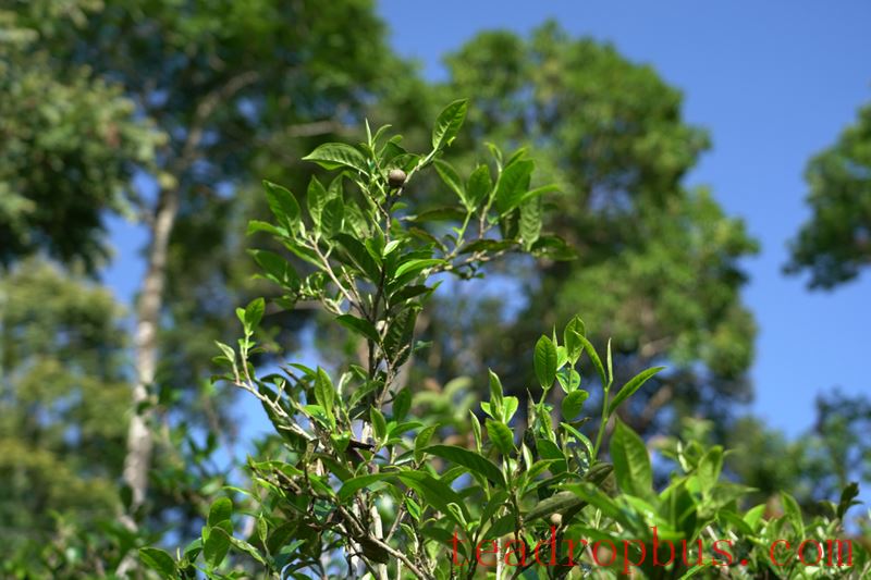 Mengla Tea: The Flavor of Tribute Tea - Yibi, One of the Ancient Six Great Tea Mountains of Pu'er-2