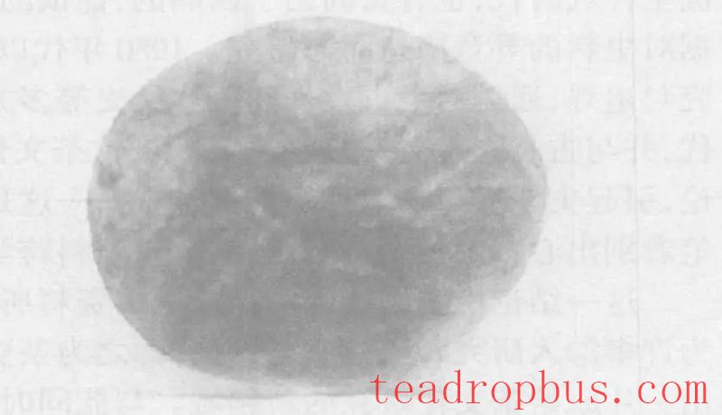 Tracing the Roots of Longjing • Inquiring about Tea at Shifeng: A Leaf from Shifeng Mountain in a Past Life, Bearing Millennia of Affection in a Cup of Tea Today-2
