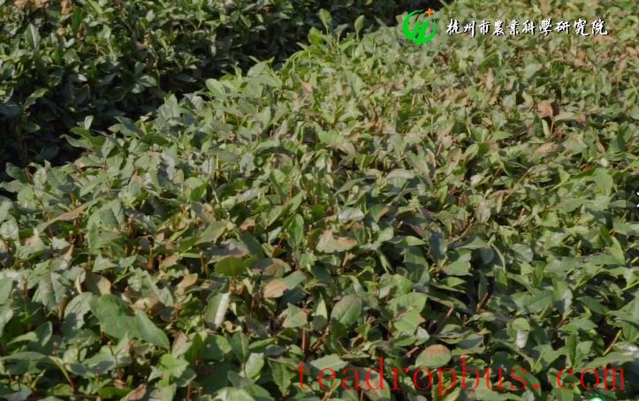 Hangzhou Tea Matters: Summer Pruning of Tea Shoot Tips-3