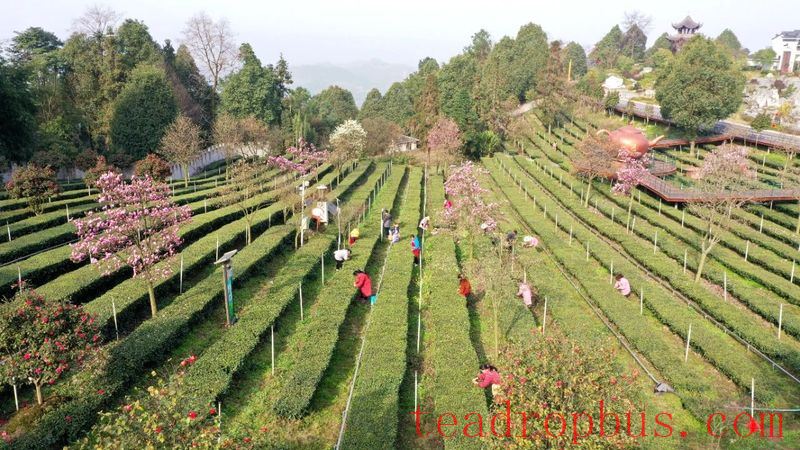 The Millennium Tea Land — Gao County-5
