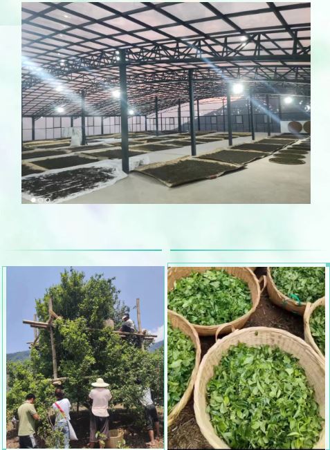 Mawan Town Strengthens Its Industry with a Thousand-Mu Organic Tea Garden, Promoting Integrated Development of Tea Tourism for Increased Income-4