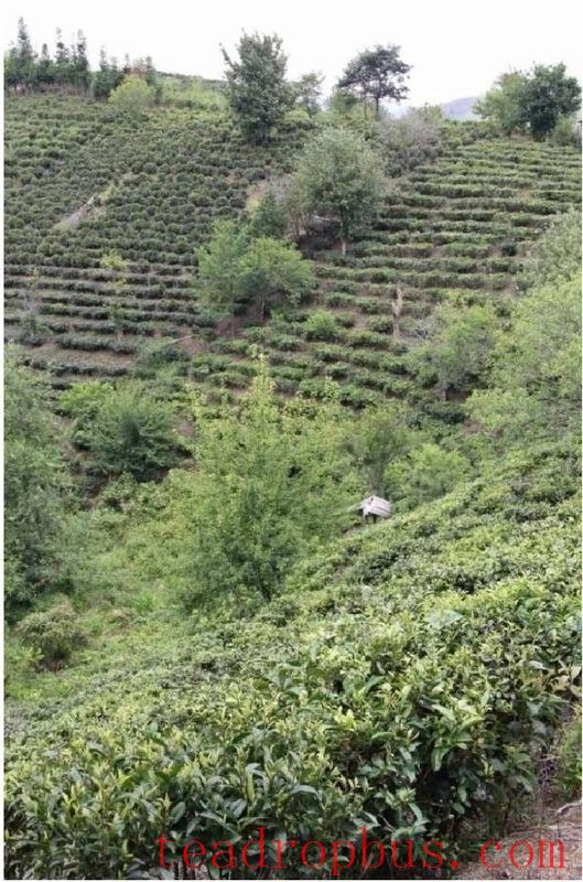 Tea Tree Cultivation Methods in Yunnan-2