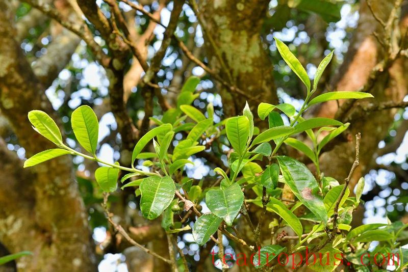 Changning Refuses to be the Forgotten One, Forging a New Path in Tea-2