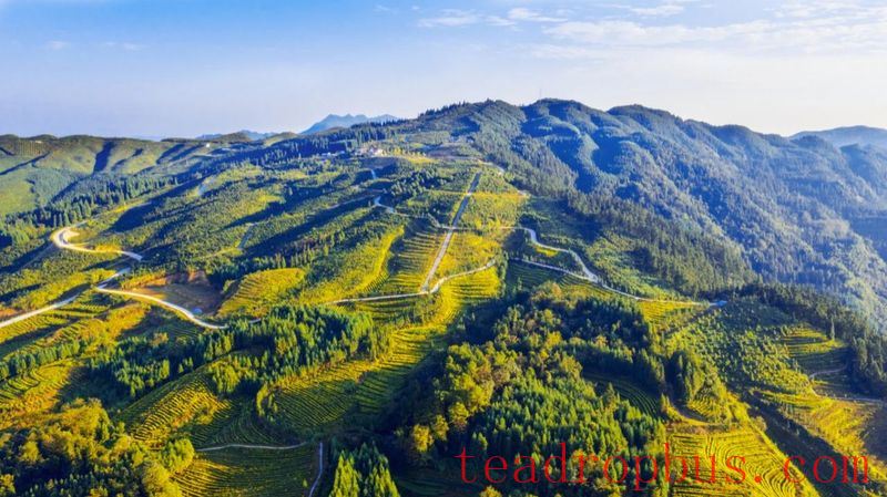 The Millennium Tea Land — Gao County-7