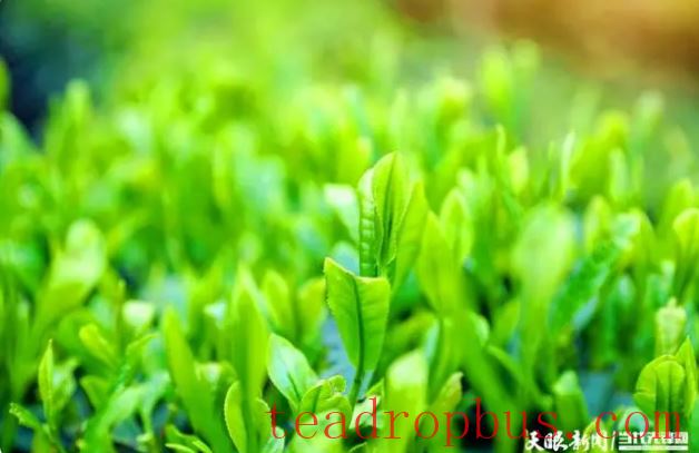 Selling at Higher Prices and Expanding into Better Markets! “Clean Guizhou Tea” Aims for the International Market-1