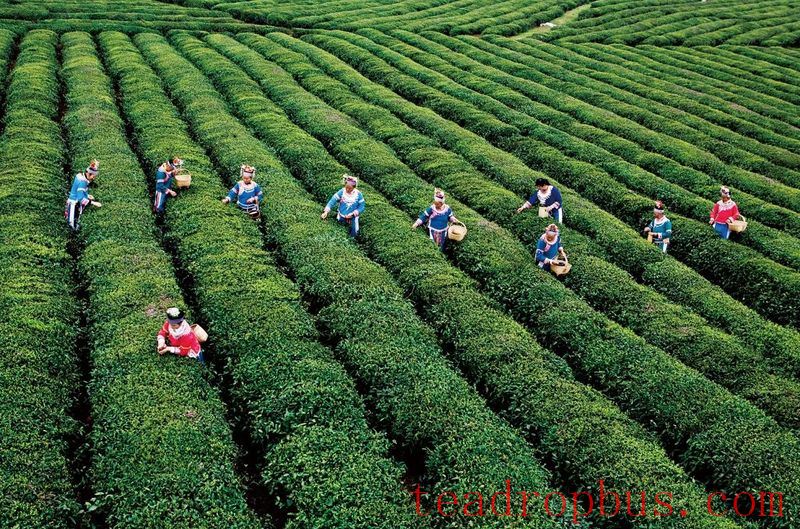 Duyun's First Fully Automated Tea Production Line Put into Operation-8