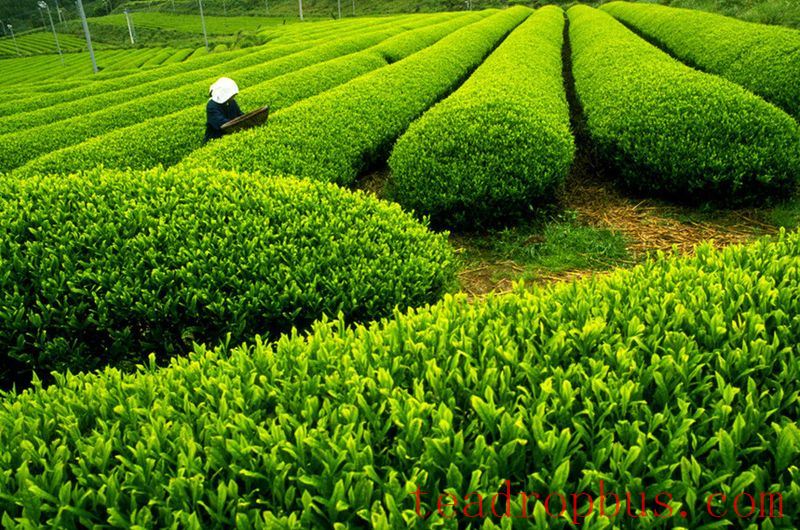 The Antibacterial and Antiviral Effects of Tea-1