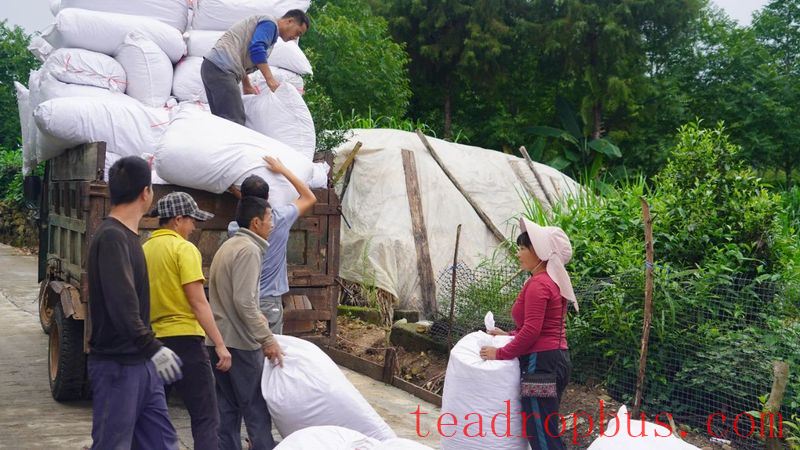 Jingdong County Plays the 'Eco-Card' in Tea Industry to Pave a Path for Farmers' Income Growth and Prosperity-8