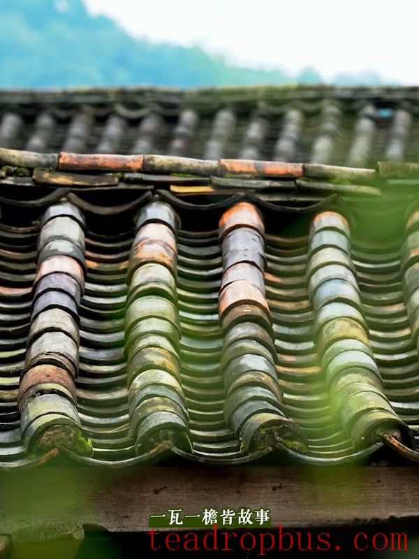 Tasting the Lingering Tea Aroma in Longlong Village, Yixiang Town, Simao District-5