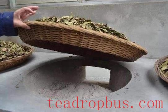 Fuding White Tea: Sun-drying, Charcoal-baking, Electric-baking—Which is Best?-3