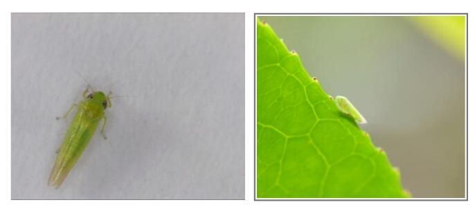 Main Pests in Autumn Tea Gardens and Their Control Measures-2