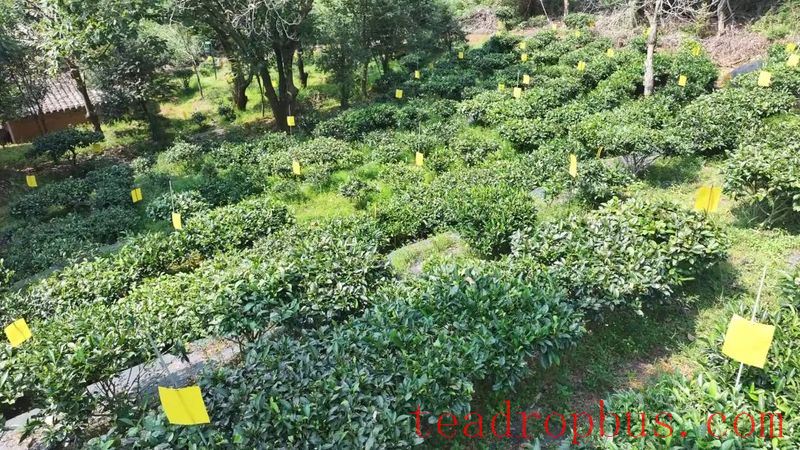 Wild Tea Enters the World! Tongqu Town Chains Up a New Path for Green Prosperity and Dual Wins-6