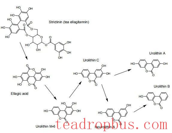 Detection Technology: Determination of Ellagic Acid Content in Pu'er Ripened Tea by High-Performance Liquid Chromatography-2