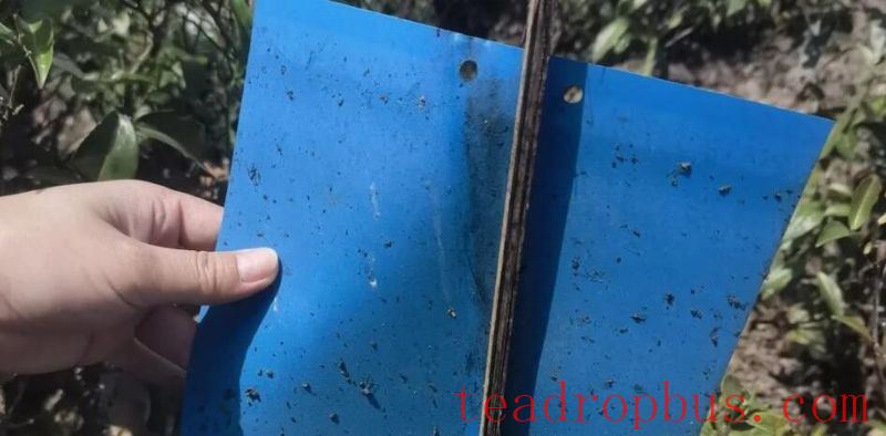 Zuodu Village, Xuelin Township: Conducting Tea Plant Pest Monitoring to Enhance the Quality and Efficiency of Ecological Tea Gardens-6
