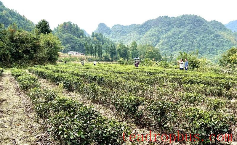 Maitan Heart-to-Heart Tea Specialized Cooperative: Busy with Winter and Autumn Tea Garden Management-1
