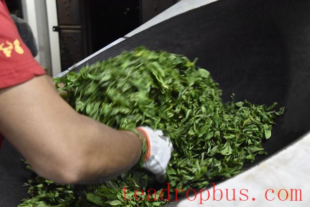 The Main Purpose of Fixation in Pu'er Tea Production-1