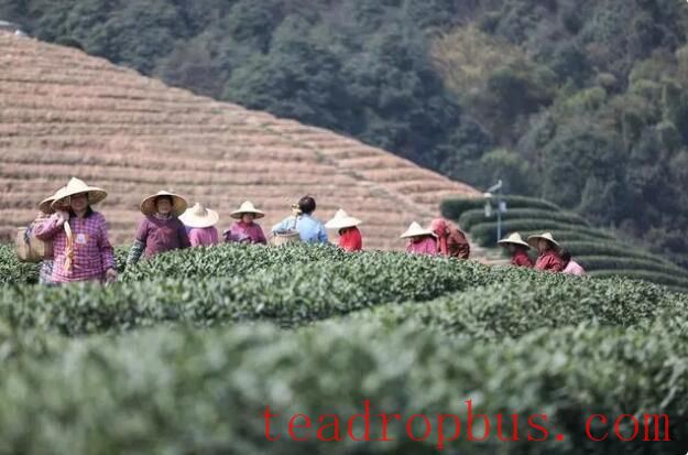 Why is the Longjing Tea from Longjing Village so Renowned? What Makes Its Tea Gardens Unique?-2