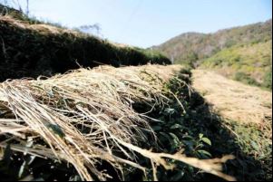 What are the impacts of meteorological disasters on the development of tea plants? With countermeasures included.-7