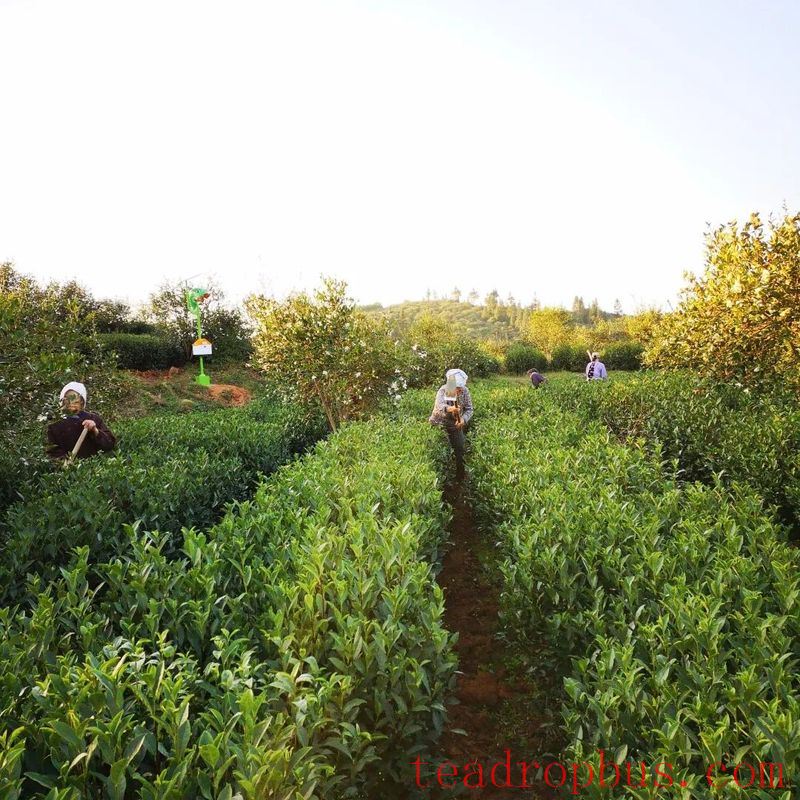 Winter Management Highlights: Tea Gardens Engaged in Autumn-Winter Management Training-14